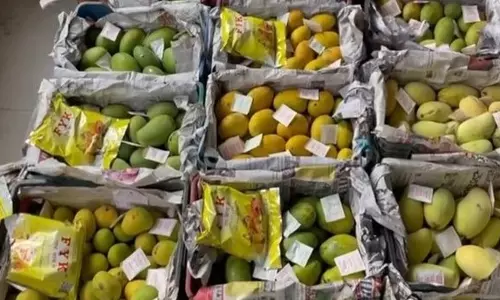 Two Fruit Vendors Held for Adding Ethylene to Ripen Mangoes