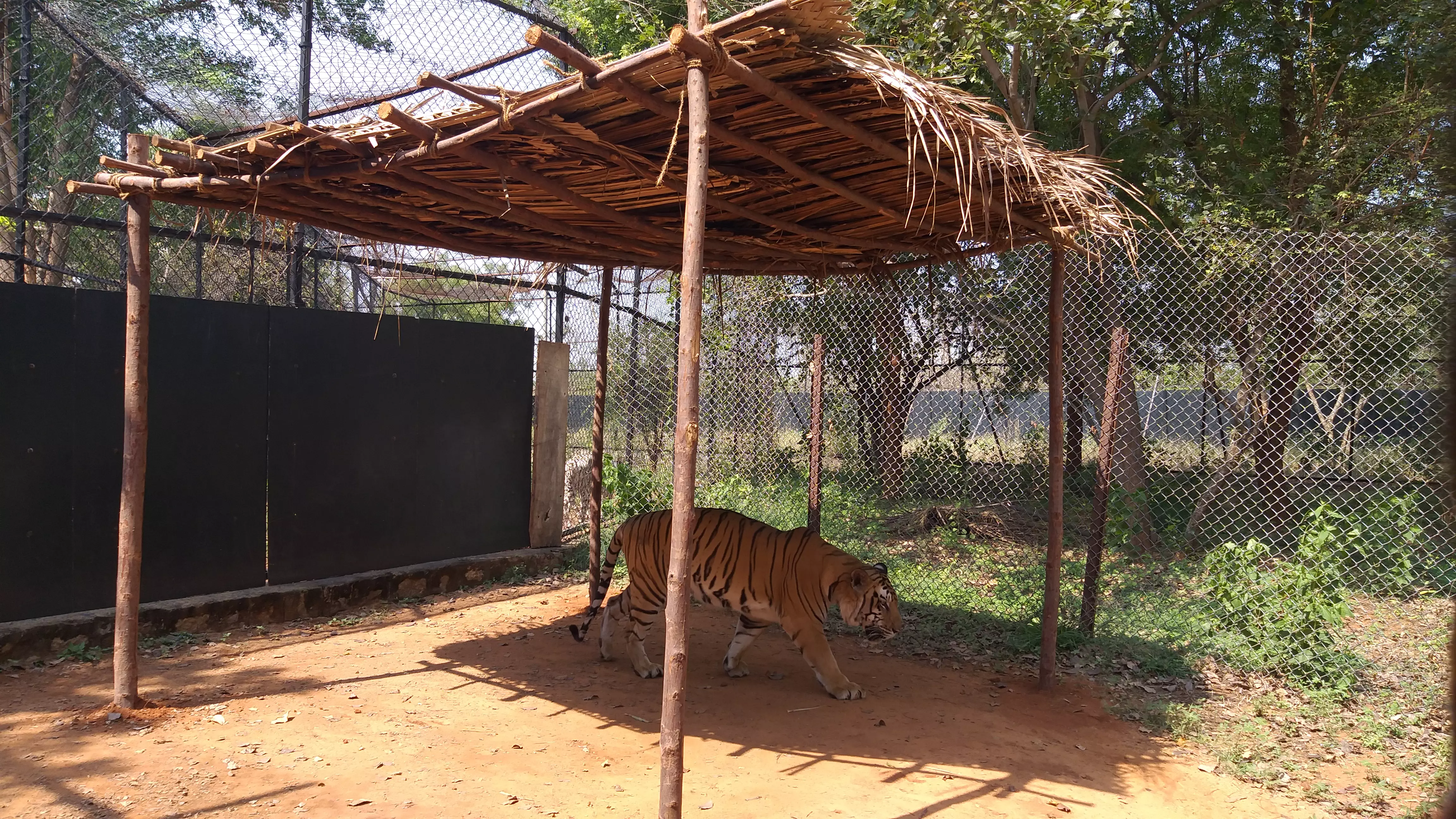 Bengal Tiger Dies in Tirupati Zoo After Long Illness