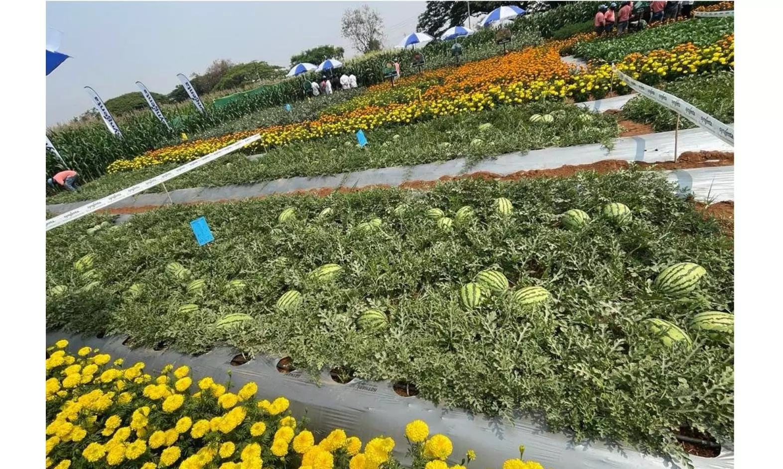 Syngenta opens Seed Health Lab at Nuthankal Syngenta opens Seed Health Lab at Nuthankal
