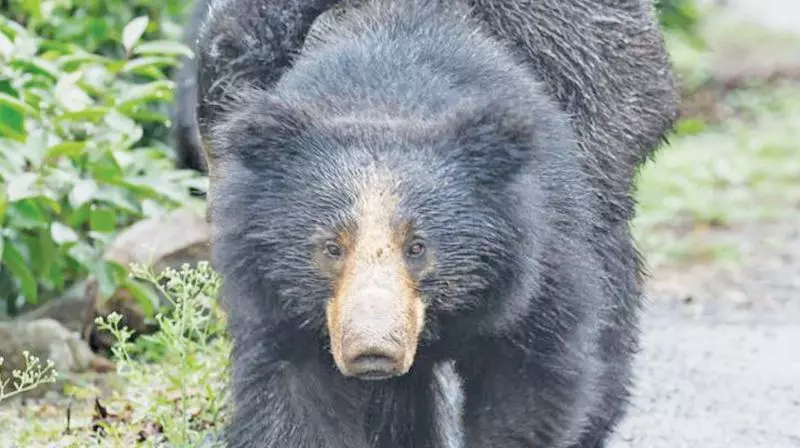 Two Dead, One Injured in Sloth Bear Attack