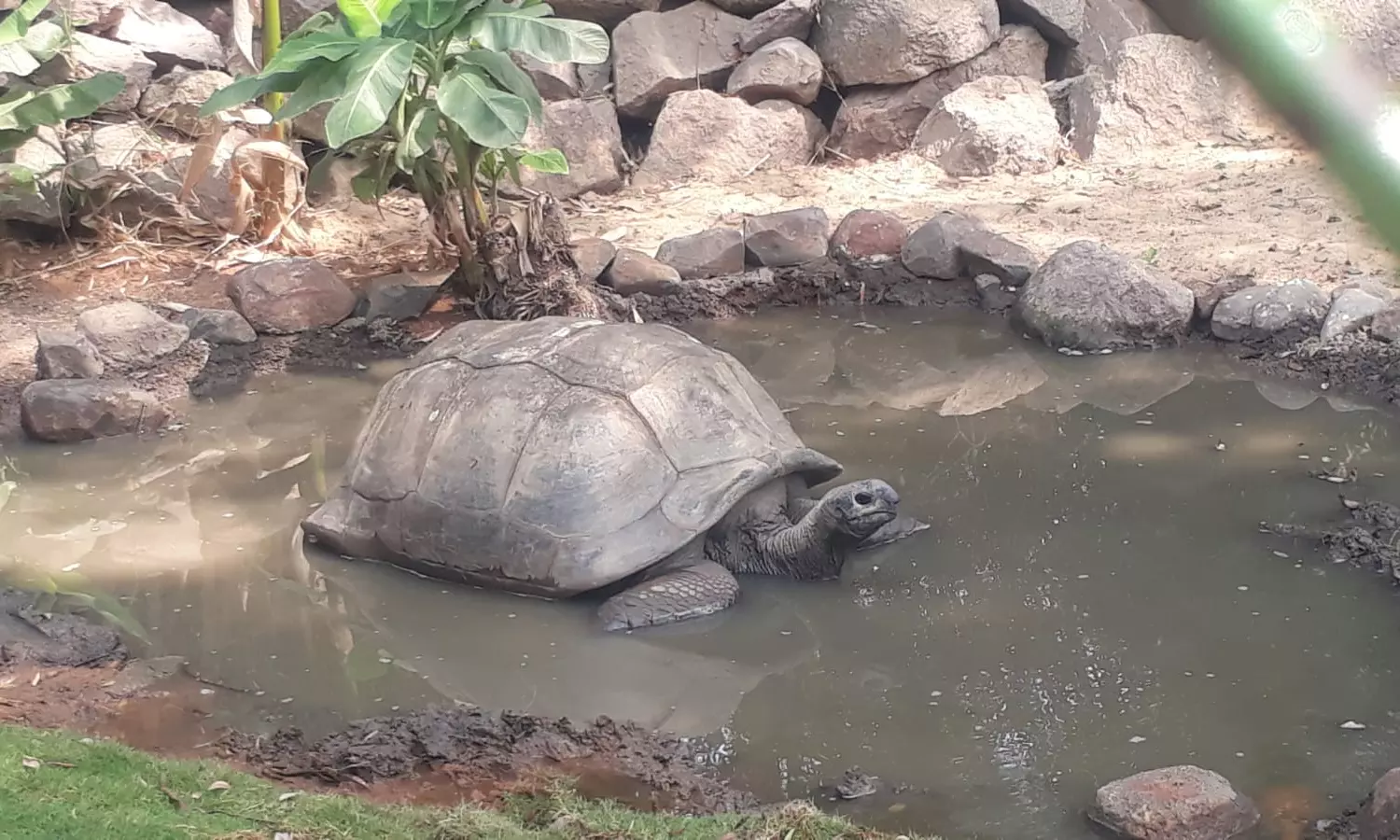 Giant Tortoise Shell to Find Home in Zoos Natural History Museum