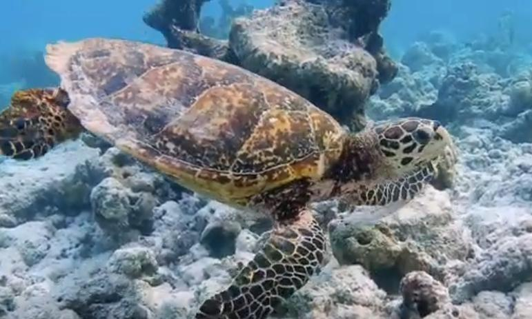 GVMC Opts for Manual Beach Cleaning to Protect Olive Ridley Turtles