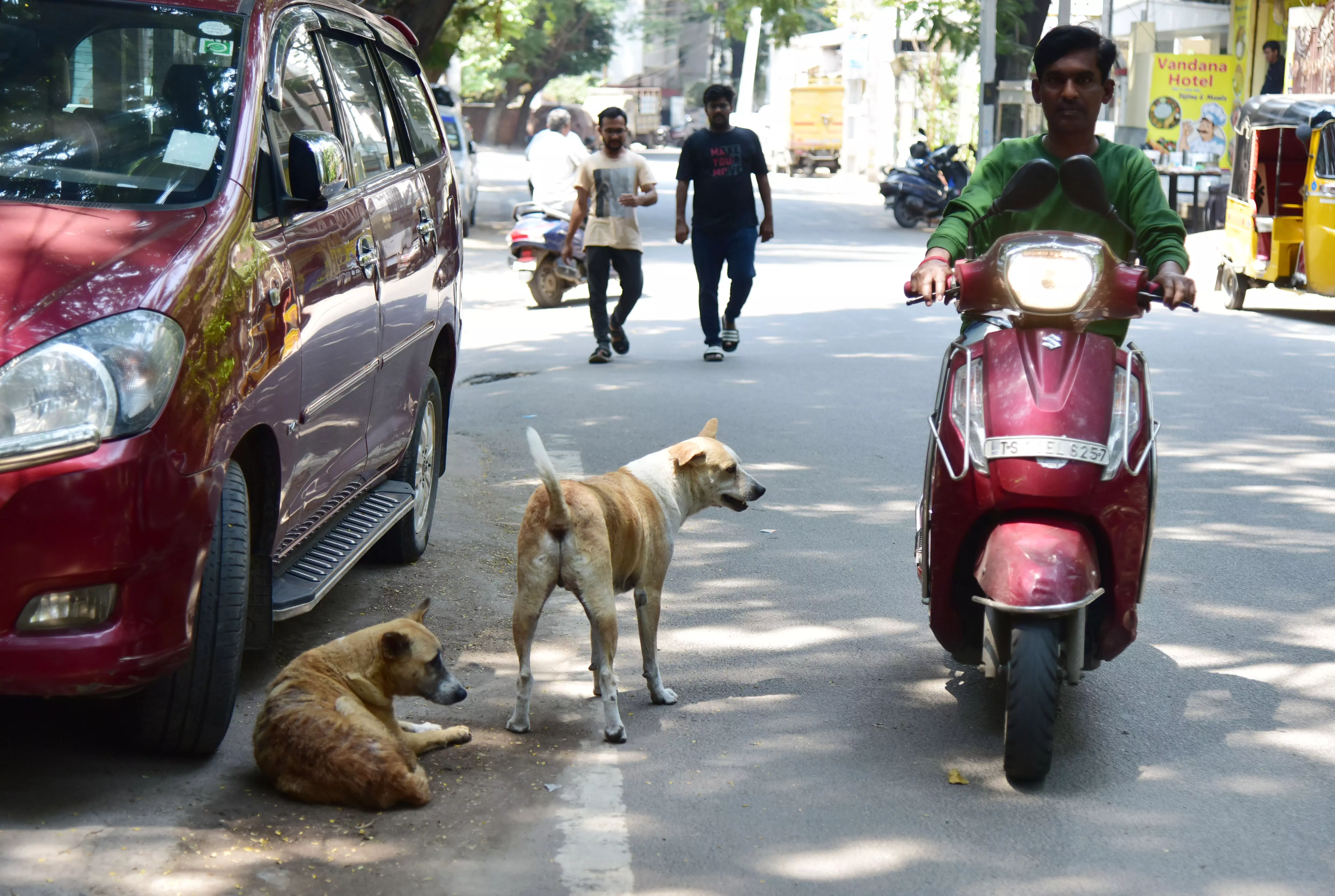 GHMC Tries To Address Stray Dog Menace GHMC Tries To Address Stray Dog Menace