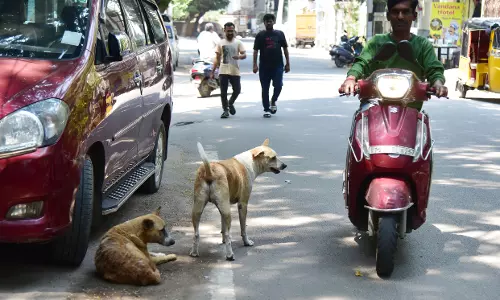 GHMC Tries To Address Stray Dog Menace