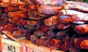 Red Sanders Smuggler Nabbed, 51 Logs Seized