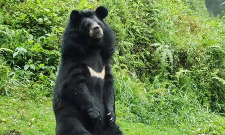 Bear Sighted at Srisaila Sikharam Temple