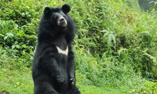Bear Pounces on Man in Nallamala