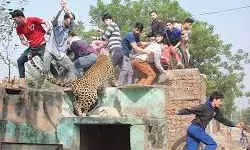 Leopard Enters Residential Area In Delhis Wazirabad, Injures Three People