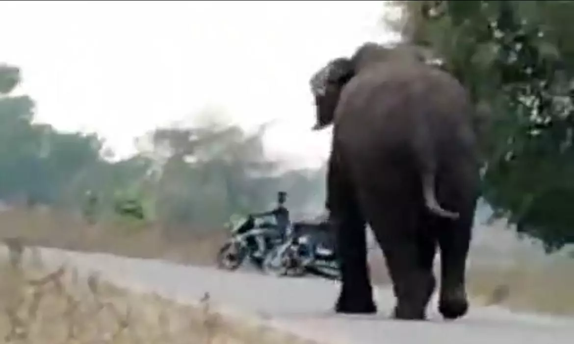 Wild Elephant Enters Telangana From Maharashtra, Tramples Man to Death
