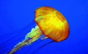 Venomous Jellyfish Bloom Prompts Warnings on Visakhapatnam Coast Venomous Jellyfish Bloom Prompts Warnings on Visakhapatnam Coast