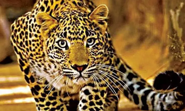 Leopard Attacks Check-post Helper