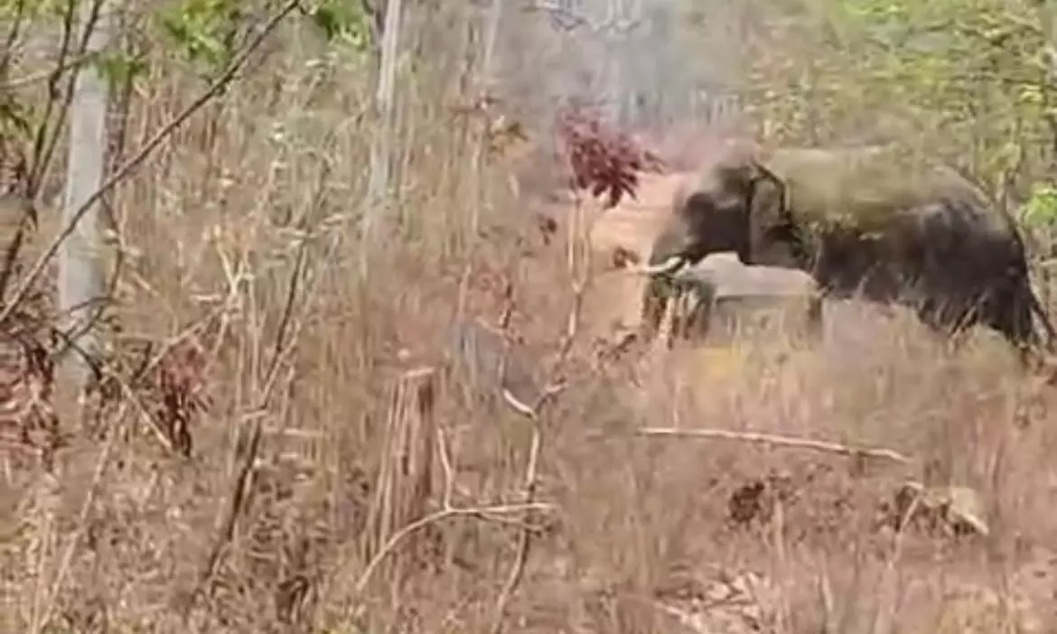 TS To Have Elephant Action Plan TS To Have Elephant Action Plan