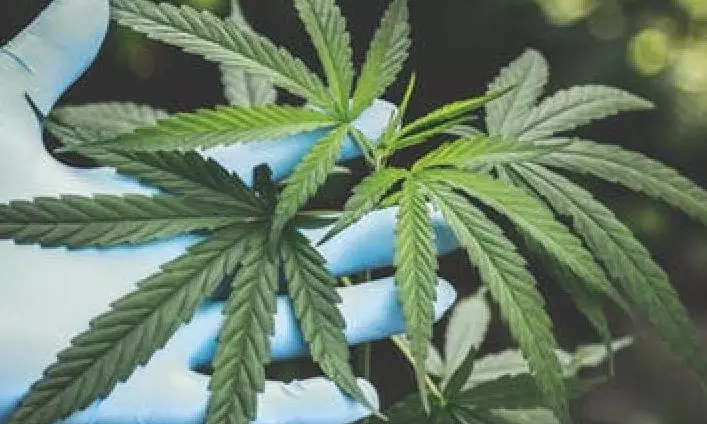 Peddler Nabbed with 32 Kg Ganja