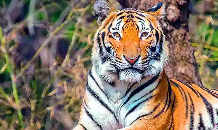 Tiger Kills Cow, Man Seeks Ex-gratia
