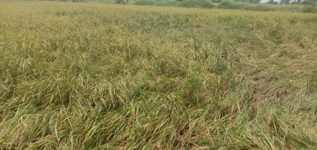 Telangana: Untimely rains, Hailstorm damage crops
