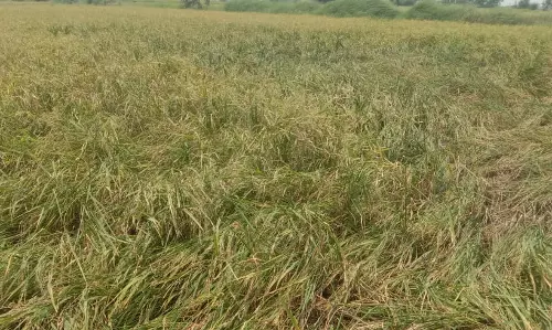 Telangana: Untimely rains, Hailstorm damage crops