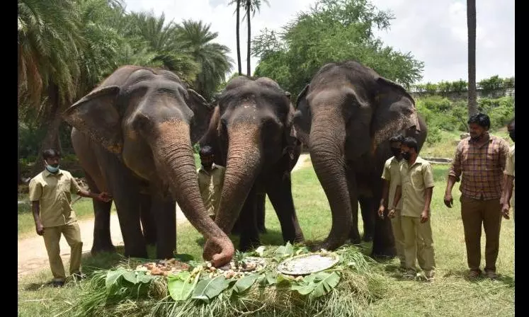 Hyderabad Zoo Stumbles on Jumbo Problem