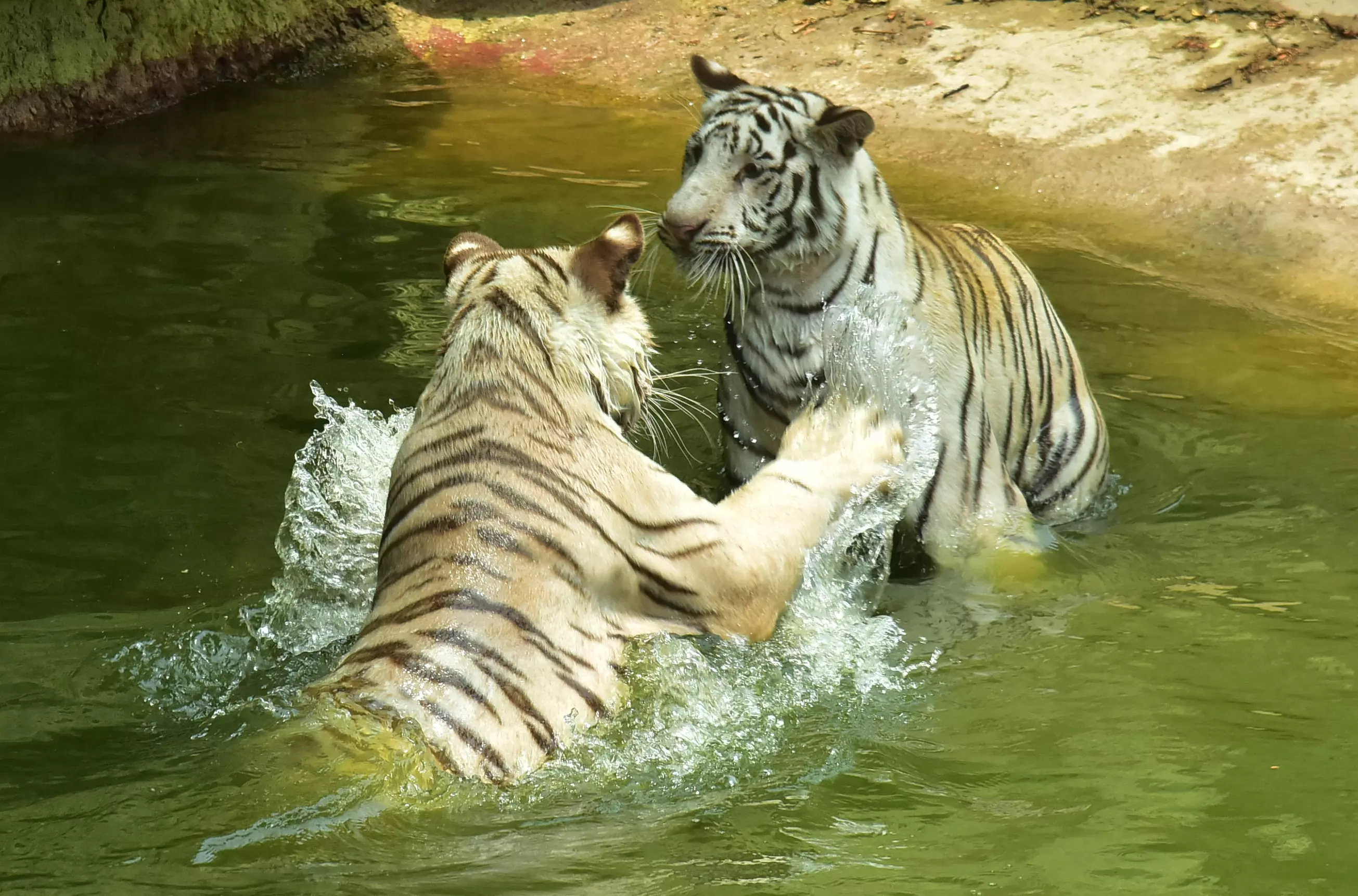 Hyderabad Zoo Gets Contaminated Water from Mir Alam, Says Chief Wildlife Warden