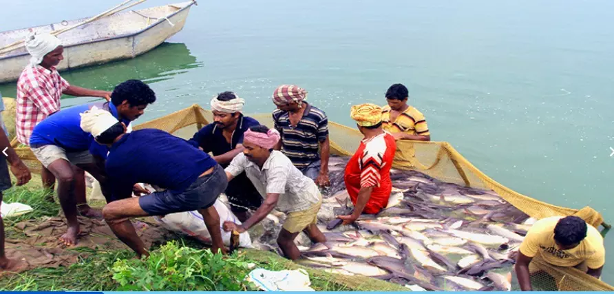 Odisha Imposes 2-Month Fishing Ban Near Coastline To Conserve Fisheries