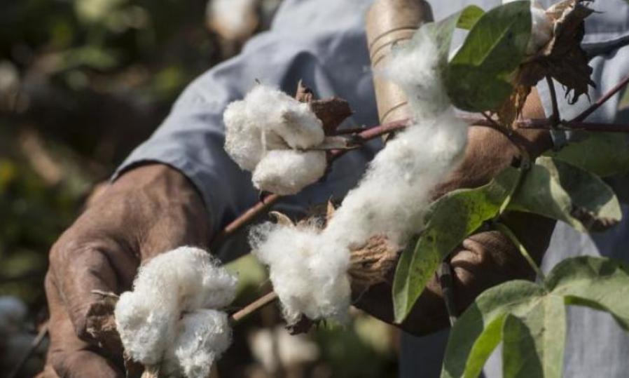 Cotton Textile Exports Up 6.7% Despite Strong Headwinds