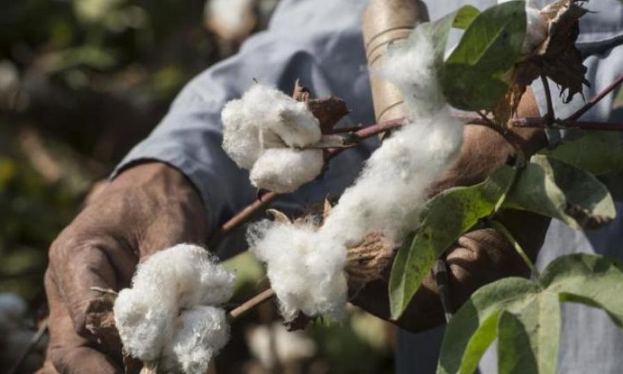 Cotton Textile Exports Up 6.7% Despite Strong Headwinds Cotton Textile Exports Up 6.7% Despite Strong Headwinds