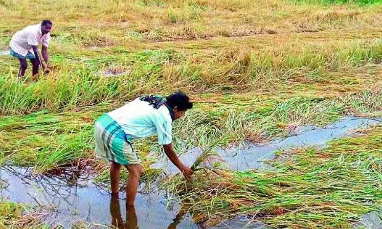 Agri Minister Tummala Orders Crop Assessment