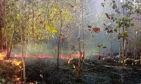 Wildfire Ravages Forest Near Tirumala’s Paruveta Mandapam