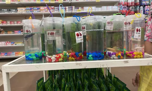 Concerns over aquarium fish sold on roadsides in Vizag