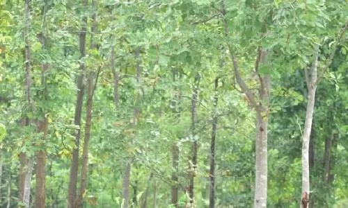 Telangana: Villagers attack forest officials in Kalpole forest