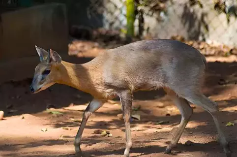 Vizag Zoo welcomes new inmates from Alipore Vizag Zoo welcomes new inmates from Alipore