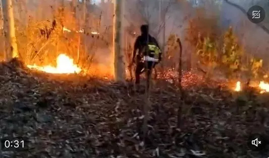 Telangana Forest Department Deploys Blowers To Extinguish Forest Fire In Manuguru