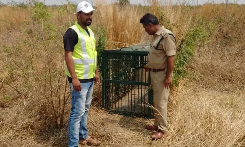 Leopard Sighted Near RGIA, Traps Set Up to Catch Big Cat