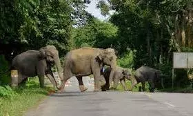 Elephant Corridor Plan Mooted