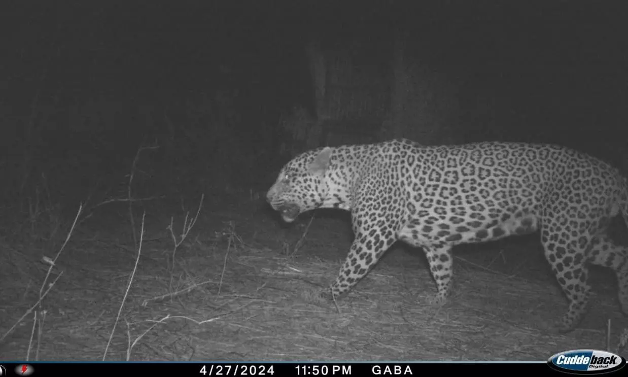 Leopard Spotted Again on Hyderabad Airport Premises