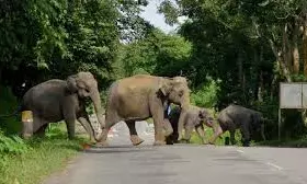 Andhra Pradesh: Elephants trample 74 year old farmer to death