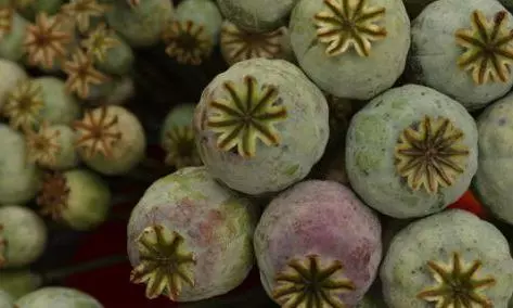 Hyderabad: Man Arrested with Opium Poppy Hyderabad: Man Arrested with Opium Poppy