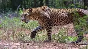 Leopard Spotted At Mahanandi Temple