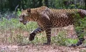 Leopard Spotted At Mahanandi Temple