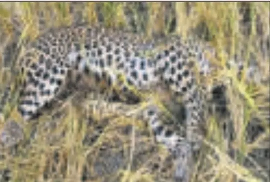 Leopard succumbs to heatwave in Telangana