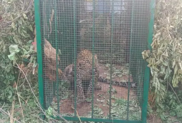 Another leopard caught, wild animal-human conflicts on the rise