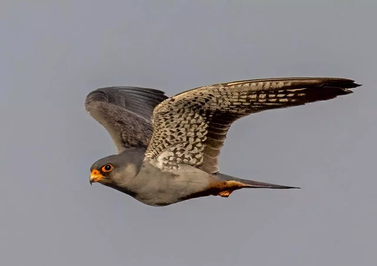 Migration marvel: Rare Amur Falcon sighting stuns birders