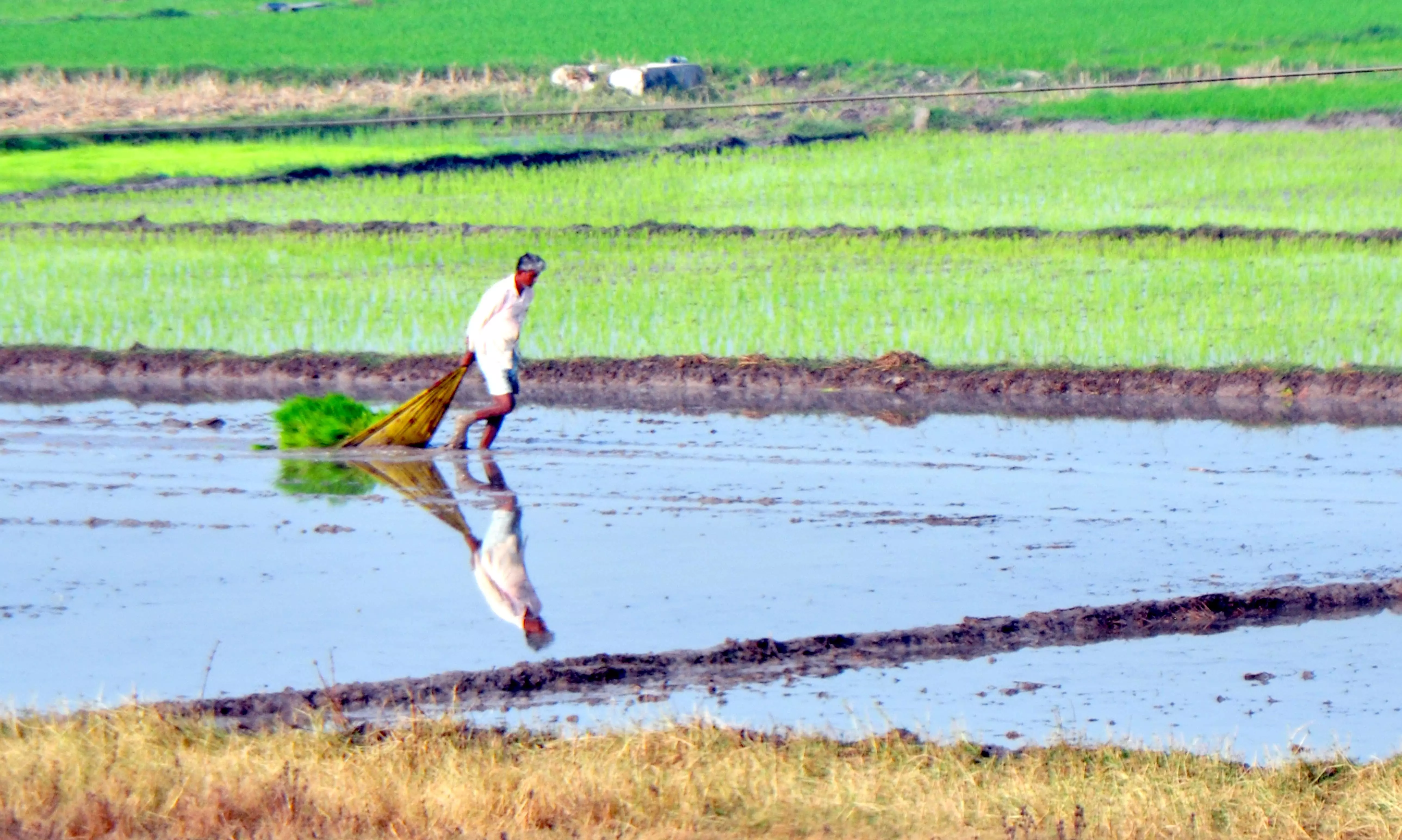 Telangana: Government to Buy Paddy Damaged in Rain at MSP