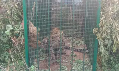 Another leopard caught, wild animal-human conflicts on the rise