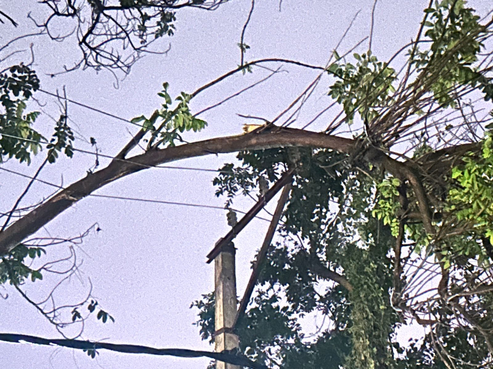 Telangana: Rain-hit homeless await govt aid Telangana: Rain-hit homeless await govt aid