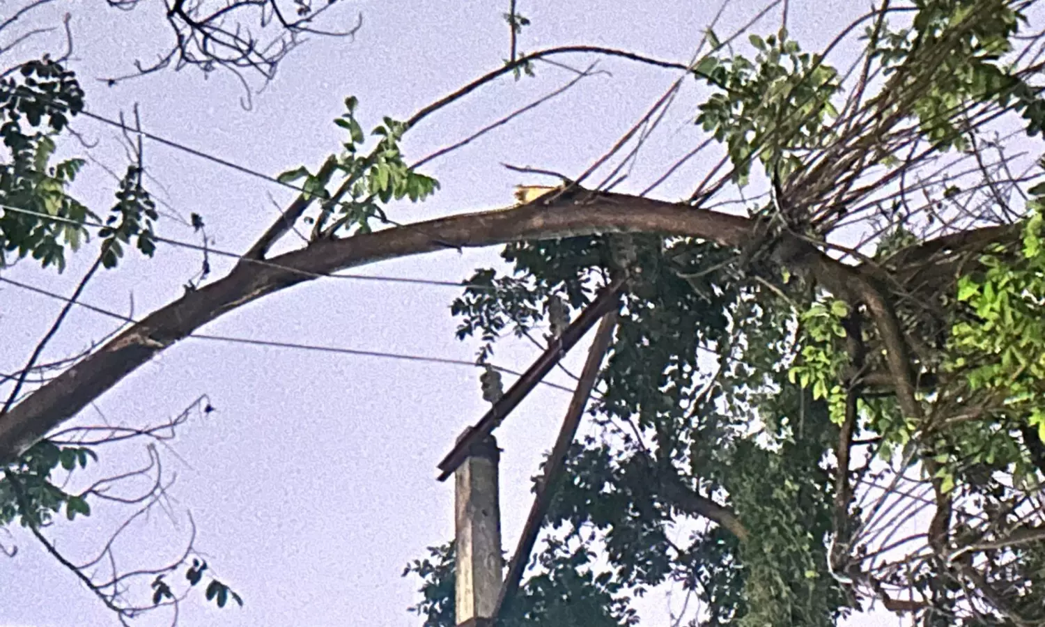 Telangana: Rain-hit homeless await govt aid