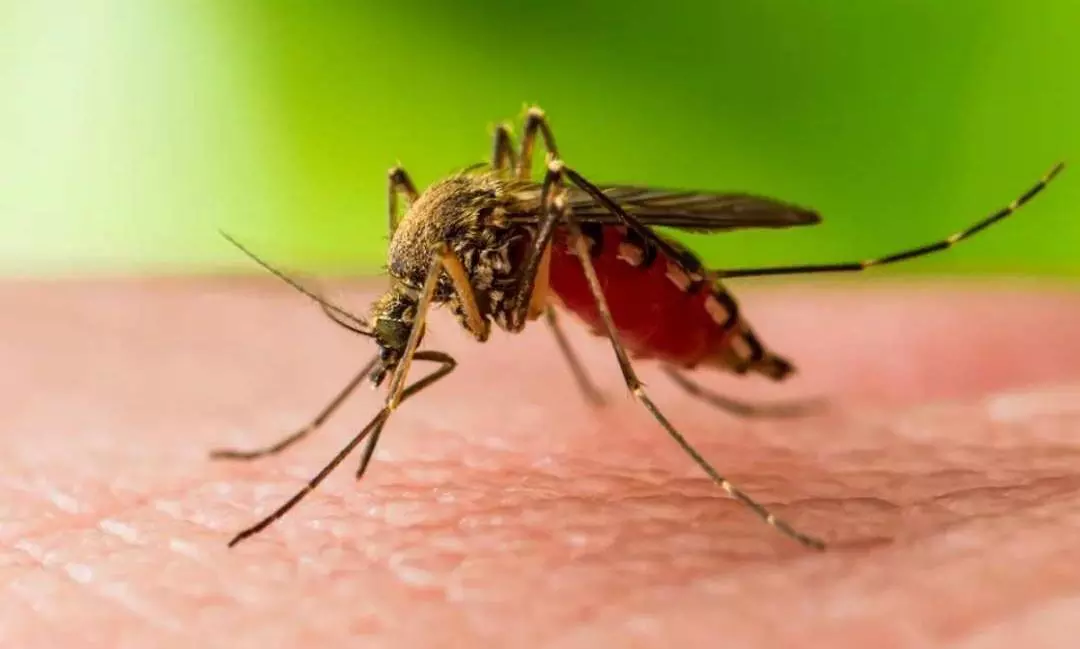West Nile Fever Causes, Symptoms and Treatment