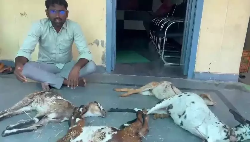 Youth stages demonstration with bodies of goats killed by stray dogs in Karimnagar