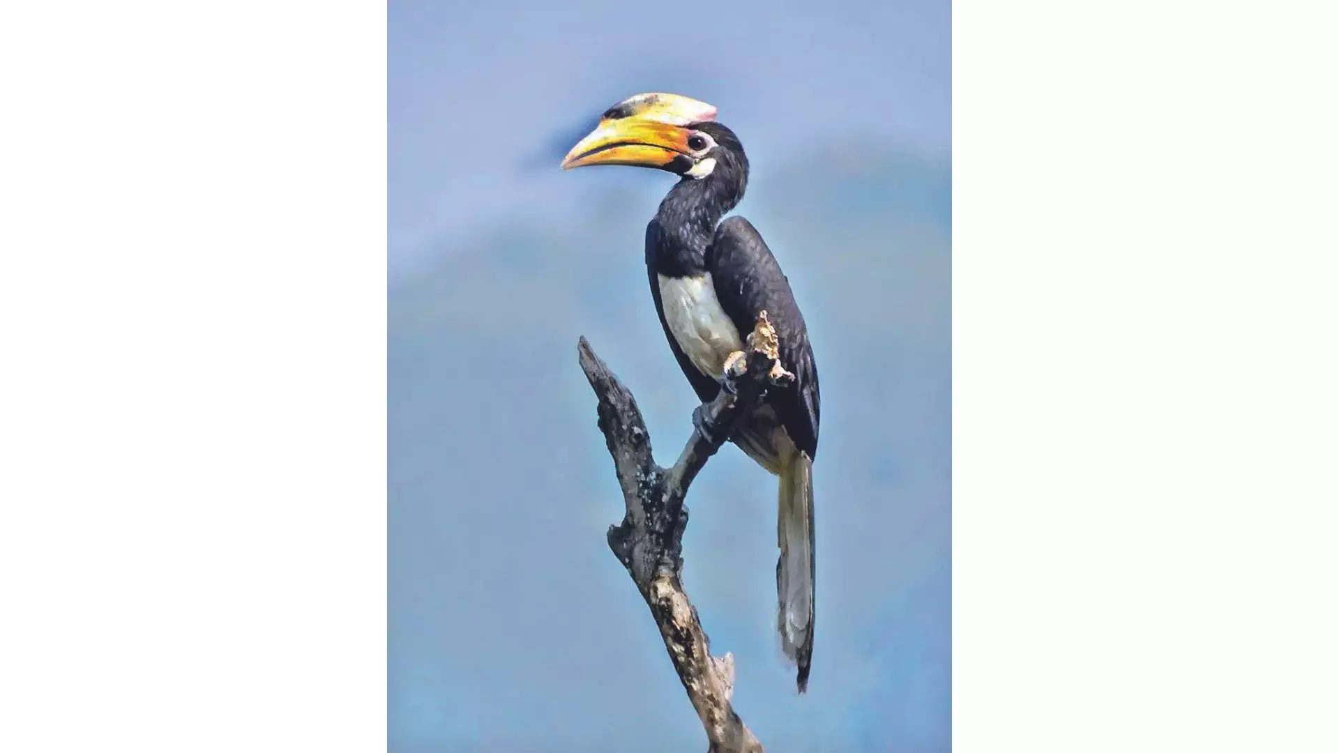 Birdwatching, a sanctuary of health benefits