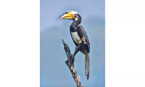 Birdwatching, a sanctuary of health benefits