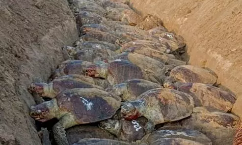 Forest Officials Foil Illegal Trafficking of 1600 Turtles